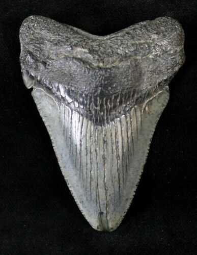 Juvenile Megalodon Tooth #20776